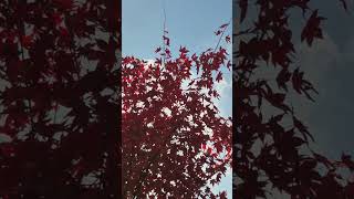 누가 이보다 더 잘할 수 있을까ㆍNobody Does It Better · Toots ThielemansㆍMarvin Hamlisch