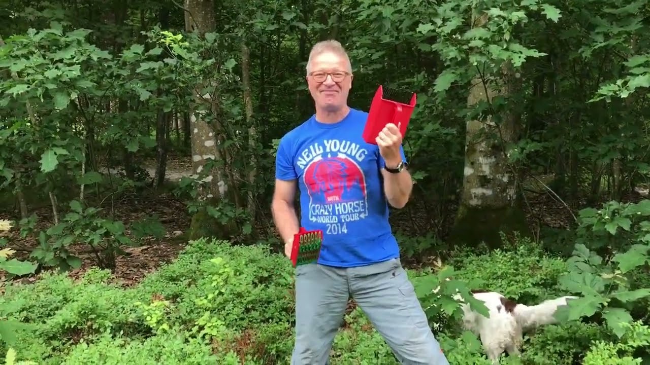 Blåbær jagt i Rold Skov