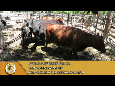07-11-18 Venta de Hacienda al Kilo - Adolfo S. Koerner y Cía. S.A. - Azul