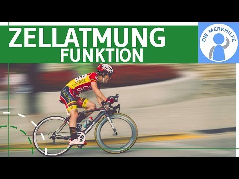 Importance of cellular respiration simply explained - Reactions, glucose & glucose breakdown proc...