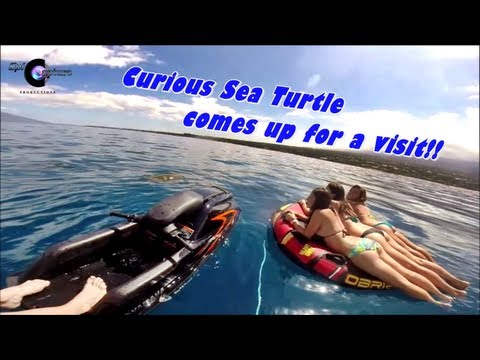 Sea Turtle comes to say "Hi" to girls floating on tube ~ A Honu Experience :)