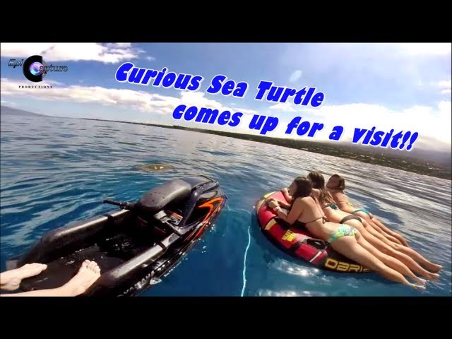 Sea Turtle comes to say "Hi" to girls floating on tube ~ A Honu Experience :)