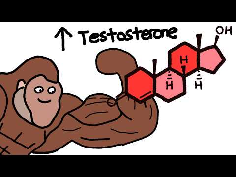 How To Increase Testosterone Naturally Explained By Ape