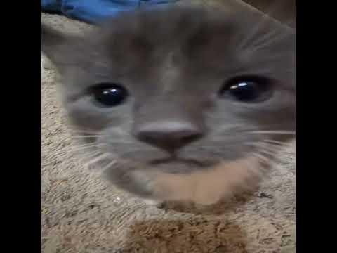 One More Night - Nofxcety (prod. $PXRO x Rokko beretta)