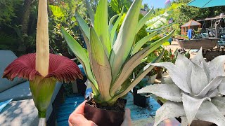 Very Cool New Plants From Plant Delights Nursery