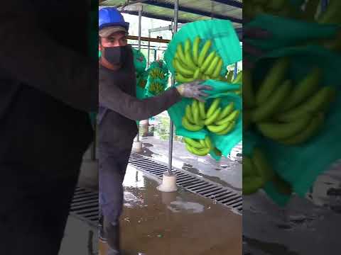 種植世界上最受歡迎的香蕉需要什麼。#農民的生活方式。 (What it takes to #grow the world's most popular #banana. #shorts #foodinsider #farming)