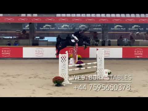 Djoko Z- 2016 Stallion (Dominator X Darco)