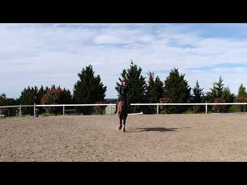 PDC Hero (Pure Spanish Gelding) 29-12-2017  - Straight Moving