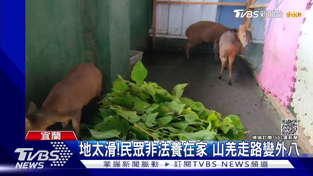 地太滑!民眾非法養在家 山羌走路變外八