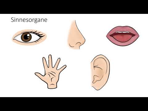 Unterwegs mit allen Sinnen: Die Sinnesorgane des Menschen