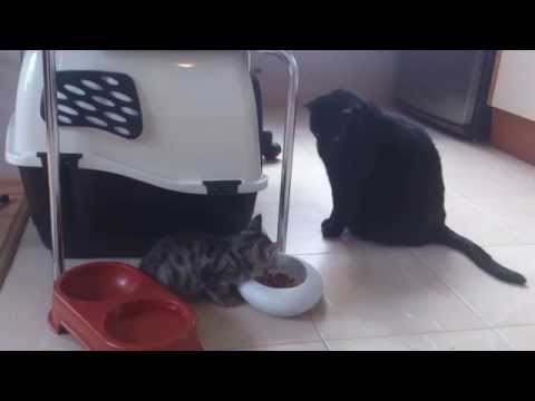 Блеки и Шушо / Blackie & Shusho