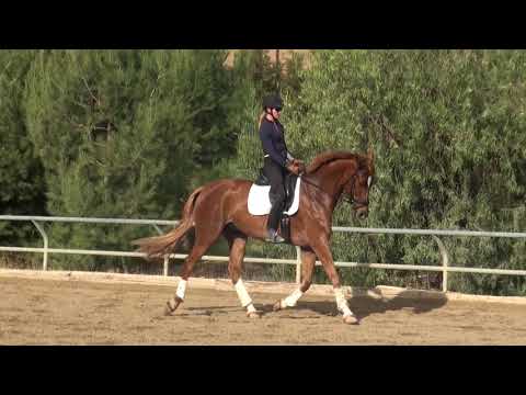 Dressage: Work on your transitions!