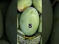 10 Famous Mango Varieties Of India Shortsvideo Shrots