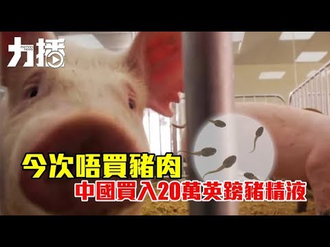 英向華出口百萬豬精液 英向華出口百萬豬精液