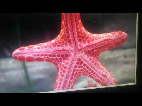 Finding Nemo Remake Part 23 The Airscum