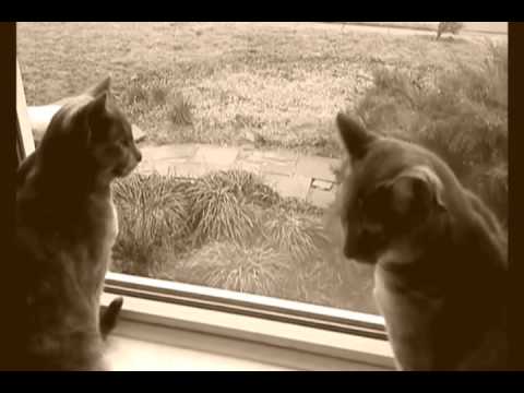 Video thumbnail for Leo and Luna