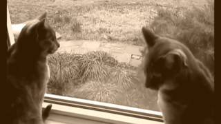 Mark Kozelek "Leo and Luna"