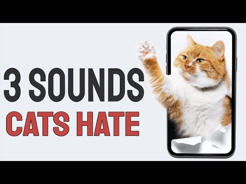 3 Sounds Cats Hate The Most