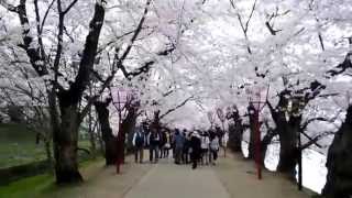 preview picture of video '2014.04.28 弘前城 桜のトンネル Sakura Hirosaki Aomori'