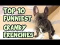 TOP 10 CRANKIEST FRENCH BULLDOGS