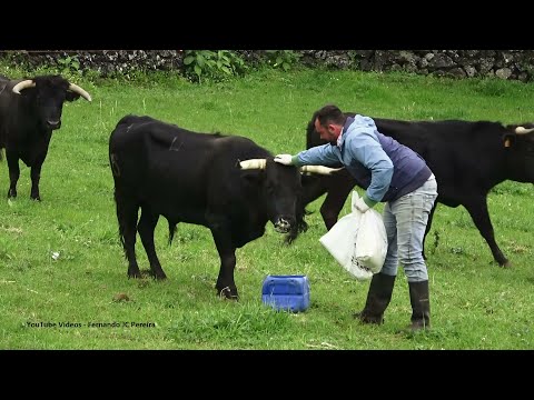 , title : 'Ganadaria Gil Rocha - Tratando Os Touros E Vacas - Ilha Terceira Açores'
