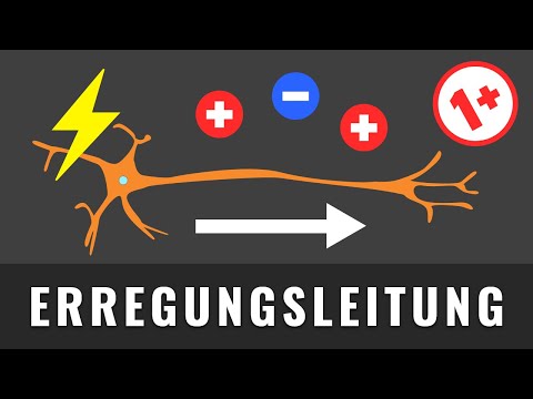 Kontinuierliche Erregungsleitung | Das Prinzip der Erregungsleitung einfach erklärt!