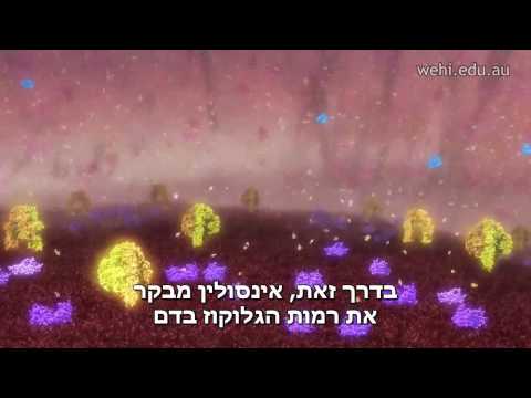 ייצור אינסולין וסוכרת מסוג 1