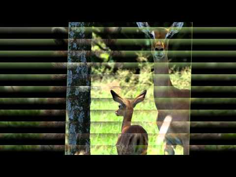 Max Riebl Australia   Der Nussbaum