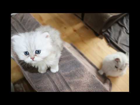 Shaded Silver Persian Kittens 6 weeks old