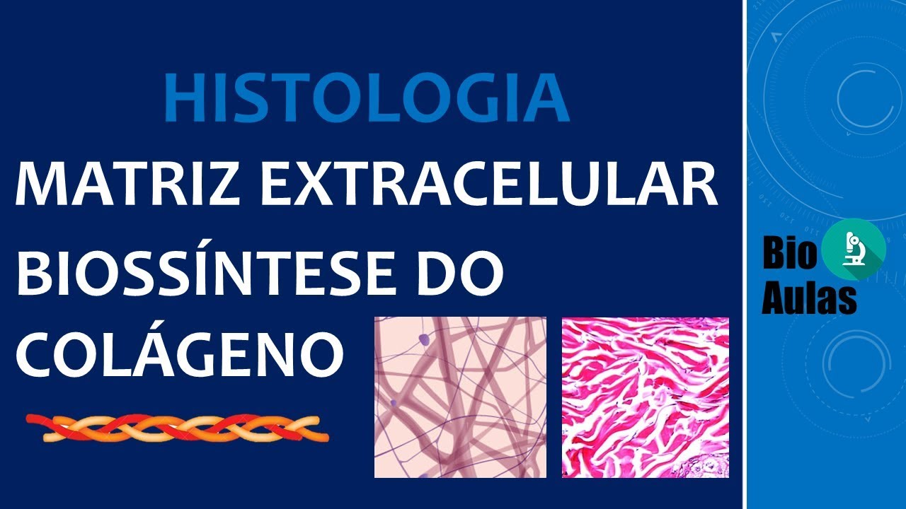 Biossíntese do Colágeno - Matriz Extracelular (Histologia Humana) - Bio Aulas