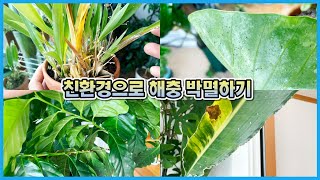 깍지벌레, 응애, 총채벌레, 뿌리파리 없애는 친환경 해충관리제 1달 사용후기!!