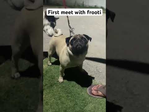 Meet with frooti dog # #dog #dogs #doglover #dogsworld #dogbreed #animals #cute #dogtype #pet #cute