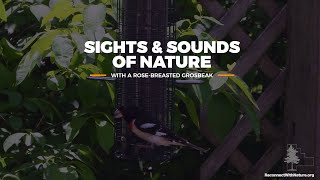 Download lagu Sights & Sounds of Nature with a Rose-Breasted Grosbeak mp3 Download lagu Sights & Sounds of Nature with a Rose-Breasted Grosbeak mp3