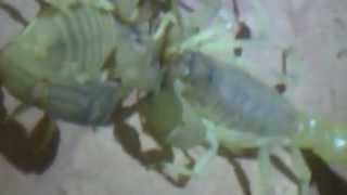 preview picture of video 'عقرب تيوت scorpion du tiout'