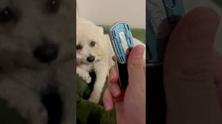 犬の前でフィジェットスライダーｶﾁｬｶﾁｬ🐶 #フィジェットトイ