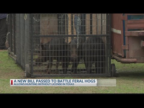New law allows hunting feral hogs without a license