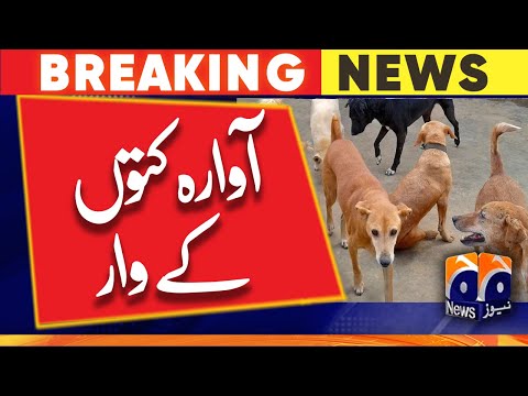 Locals fear stepping out as dog bites increase in Rahim Yar Khan