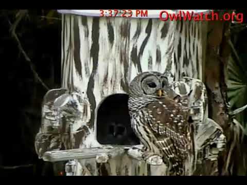 Owlwatch Barred Owls, Mom 2019 02 15