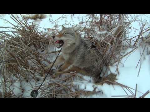 Канада - Охота на койота (луговой волк) петлями