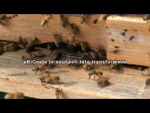 Dědina píle eBIOneta