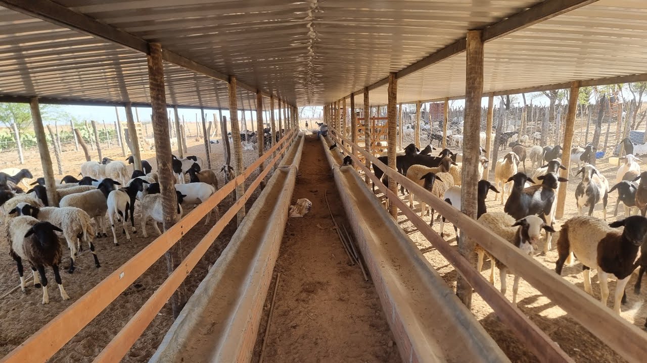 COMO GANHAR DINHEIRO COM ANIMAIS EM COMFINAMETO(87)9.9645-6741