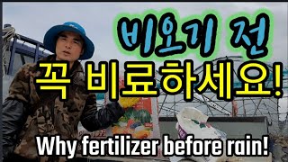 비오기 전 비료 해야하는 이유.Why fertilizer before rain.