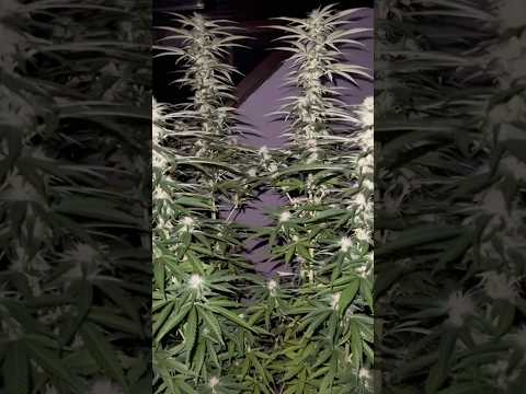 Big Orange X Mimosa Punch🍑👊🏼 byNight 🫨week 3 flower #cannabisdaily #night