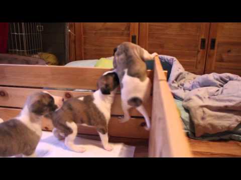 Ahyoka als Ronja Räubertochter