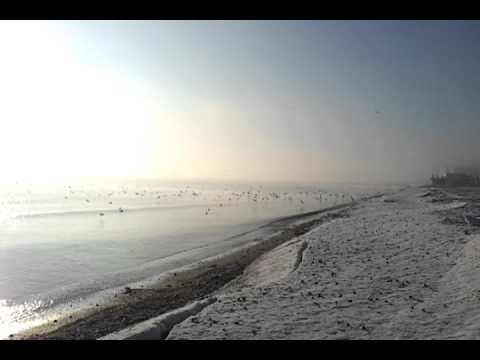 Blakxy seaguls 23.02.2012