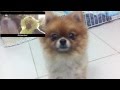 BEST dog reaction to the fox song Ylvis what the ...