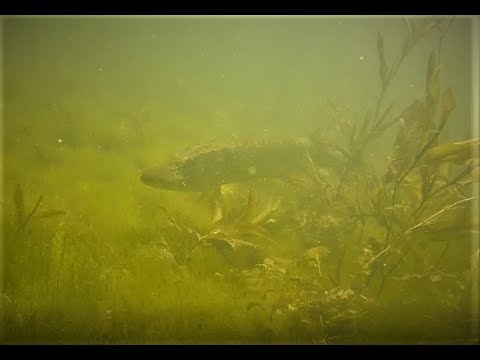 dykning i vandet sø 2019 – gedder & aborre / diving in “vandet sø” – pike & perch