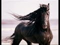 Já viděl divoké koně - Nohavica Jaromír
