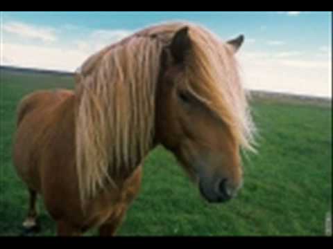 Jaromír Nohavica-Já viděl divoké koně