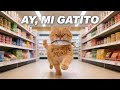 Ay Mi Gatito Miau Miau MONTAGEM MIAU Letra Music Video Catlovers Lyrics Fyp